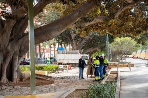 Almeria recuperación de ficus centenario en el Parque Nicolás Salmerónnn
