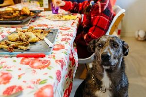 Como saber si estás alimentando bien a tu perro en Navidad