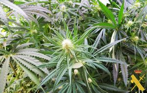 Guardia Civil de Albox desmantela un cultivo de marihuana y detiene a un hombre