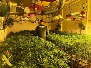 Guardia Civil desmantela un cultivo de marihuana con 678 plantas en una vivienda unifamiliar en Níjarr