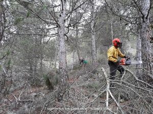 SEQUÍA DE LA SIERRA DE MARÍA TRATAMIENTOS SELVICOLAS S MARIA.