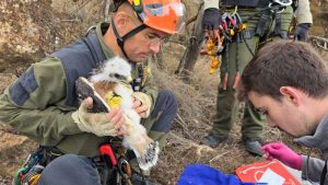 Agentes de Medio Ambiente de la Junta en Almería  pollo águila perdicera