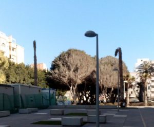 Almeria arboles sin podar calle Gerardo Brenann