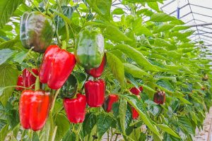 Pimientos invernaderos