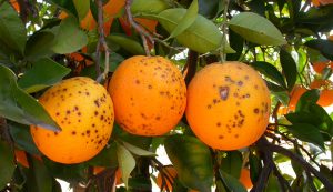 mancha_negra_citricos