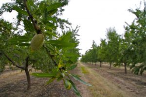 Almendro