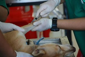 Clínicas Kivet reivindican la figura del veterinario