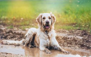 Golden retriever in puddle