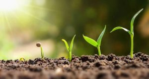 Plantas creciendo