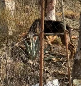 Rescatados por la Guardia Civil 195 animales maltratados en la provincia de Málaga
