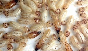 Termitas (1)