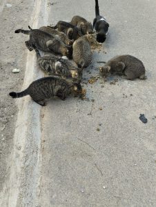 Ejido Gatos 1