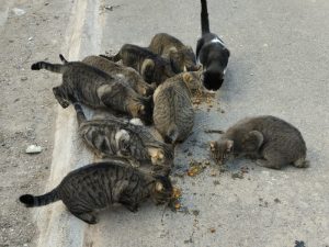 Gatos 1 (1)