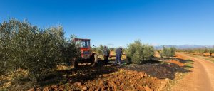 Labores agricultura y ganadería (8) Tractor agricultores (1)