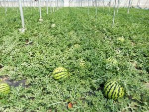 No cortes en verde (2) (1)