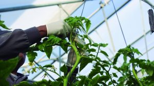 Nueva línea de financiación de Cajamar para agricultores (1)