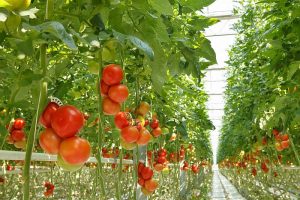 Invernadero Tomates