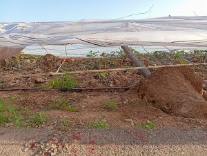 Ayudas agricultores y ganaderos