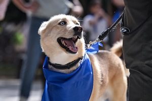 El Ayuntamiento arropa al Colegio de Veterinarios 2