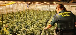 Guardia Civil Intervenida en Adra una plantación indoor de marihuanaa
