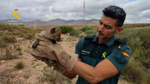 Guardia Civil rescata a un zorro atrapado en las obras del Ave en Níjar