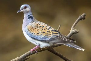 Pajaro ave caza