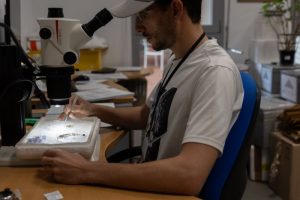 Salud descarta la circulación del virus del Nilo VNO-CSIC