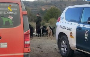 Guardia Civil Desmantelado un criadero ilegal de perros en Macaell