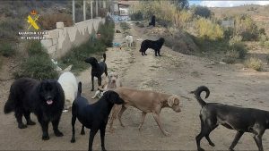 Op_Sanctumer_Almeria_seprona Guardia Civil Desmantelado un criadero ilegal de perros en Macael