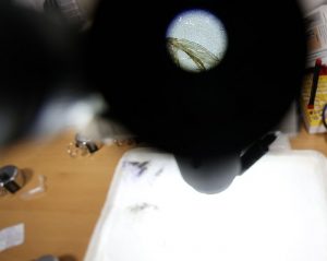 mosquito microscopio virus del Nilo