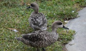 Aves
