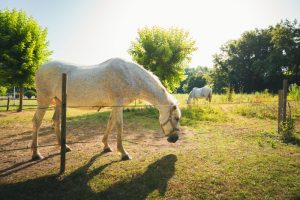 Caballos en campo vegetal
