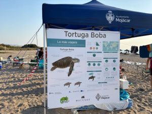 Mojacar Tortuga bobaa