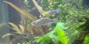 Hisilicon Balong