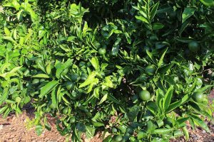 Plantació detallada citricos