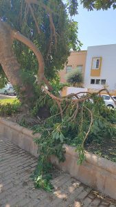 Rama de arbol rota en Plaza de España en Almería