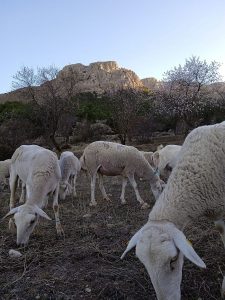 Sierra María-Los Vélez un paraíso natura cordero segure_o