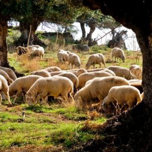 Razas autóctonas Andaluzas