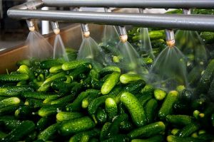 pepinos en industria agroalimentaria
