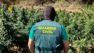 Guardia Civil de Almería desmantela una plantación de marihuana en un paraje natural de La Sierra de los Filabres3