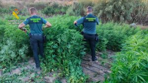 Guardia Civil desmantela una plantación de marihuana en una zona rural en El Ejido2