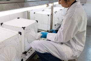 Mosquitos en Huelva VNO-CSIC (10)