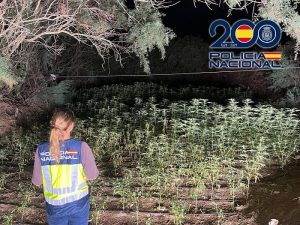 Policía Nacional desmantela un “bosque” de marihuana en El Ejido