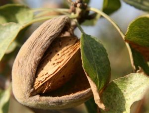 frutos cascara