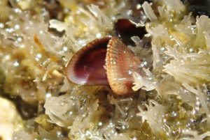 mejillón egipcio Carboneras Isla DM Brachidontes pharaonis Gelidium crinale