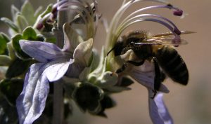 Entre otras líneas de actuación, se criarán abejorros para la polinización natural de los cultivos.