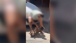 Guardia Civil Vicar Maltrato_animal_almeria1