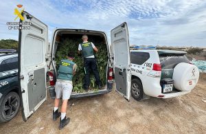 Guardia Civil de Almería intensifica la erradicación de plantaciones de marihuana en el poniente 2