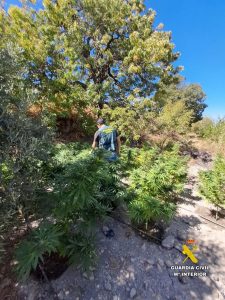 Guardia Civil de Almería localiza una plantación de marihuana oculta entre olivos y matorrales en el Paraje Fuente del Almendro 1