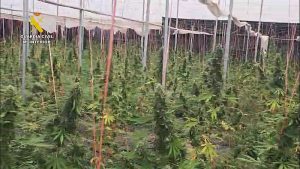 Guardia Civil desmantela un cultivo de 5.600 plantas de cannabis en Balanegra 1